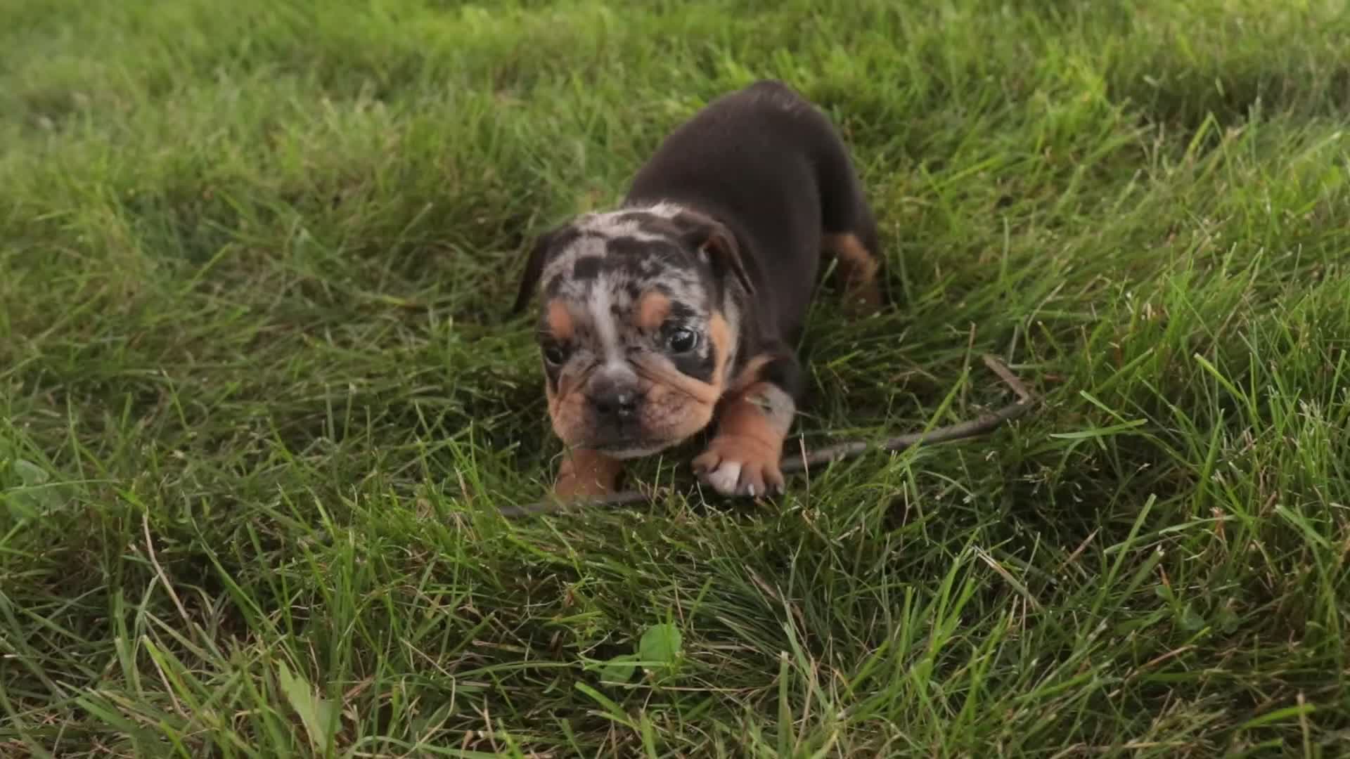 English Bulldog dogs for sale: Savannah English Bulldog  - Video 5