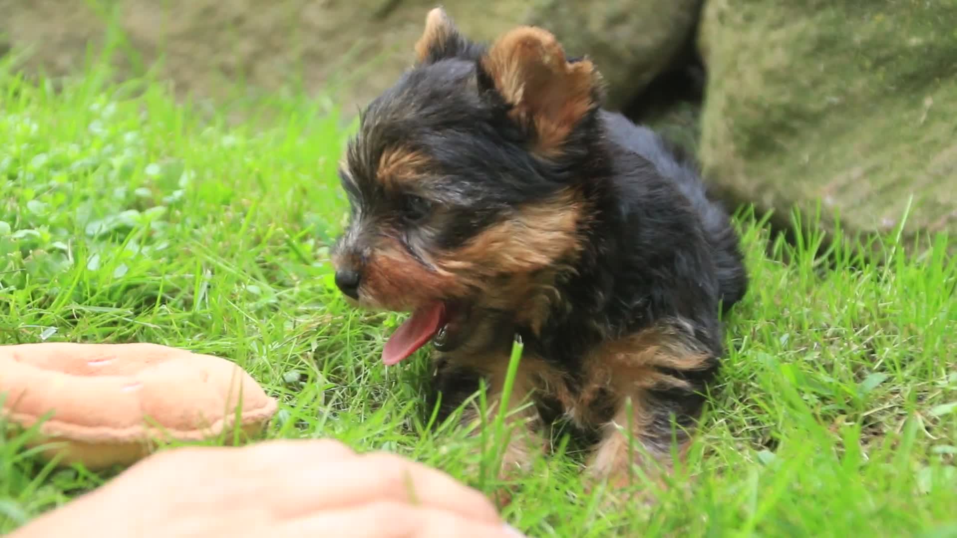 Yorkshire Terrier dogs for sale: Damon Yorkshire Terrier  - Video 1