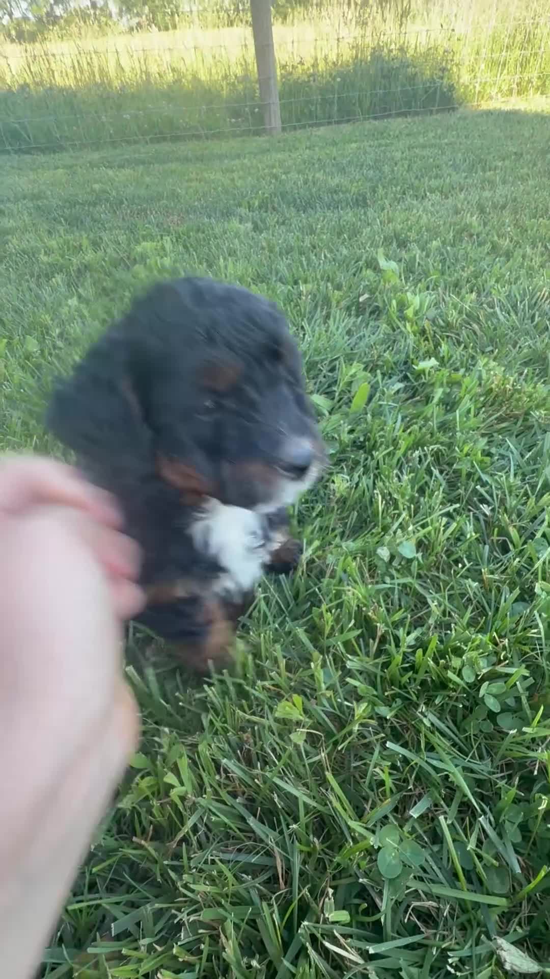 Mini Bernedoodle dogs for sale: Flicka  - Video 1