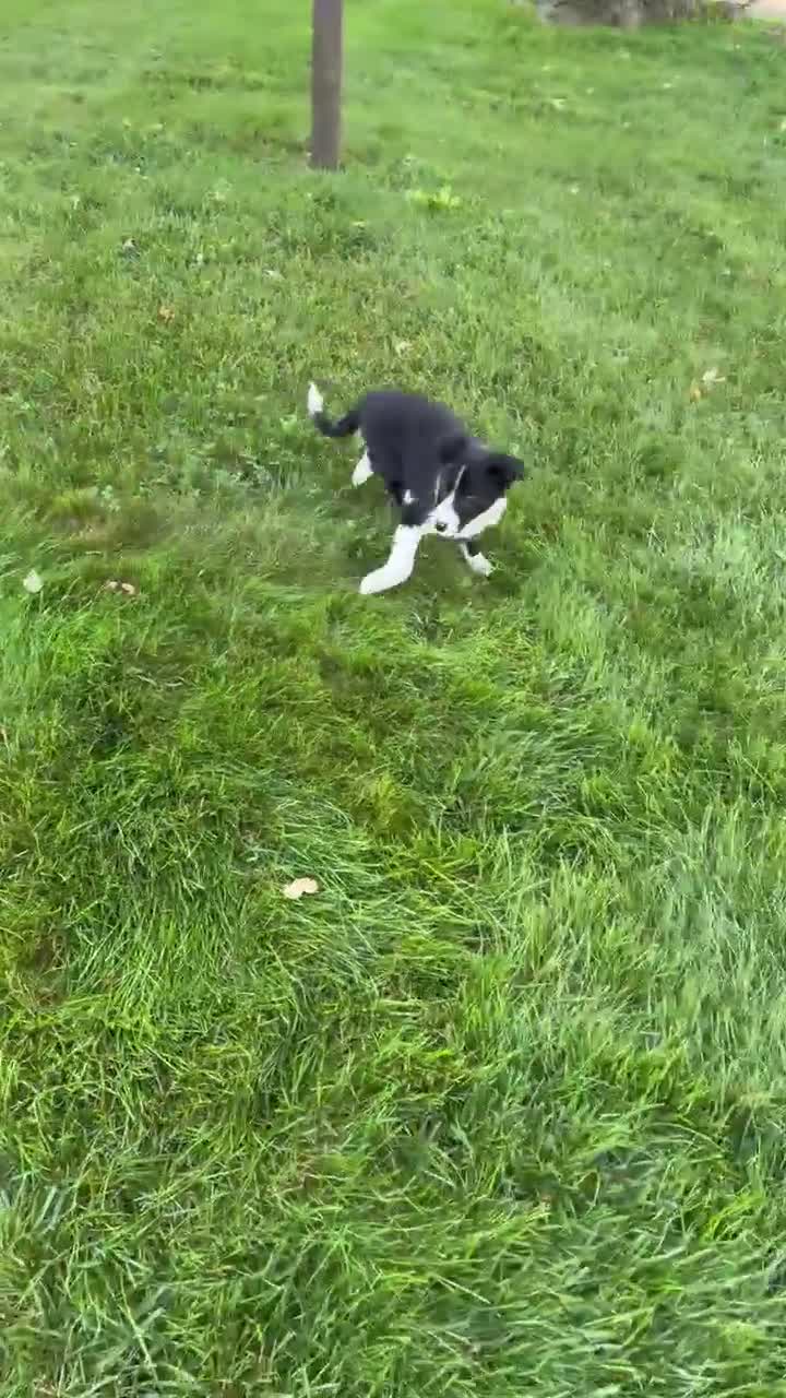 Border Collie dogs for sale: Annie  - Video 1