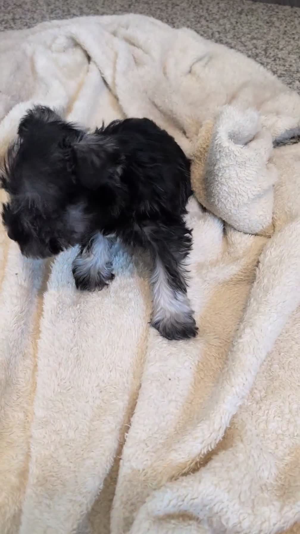 Miniature Schnauzer dogs for sale: Dolly - Video 1
