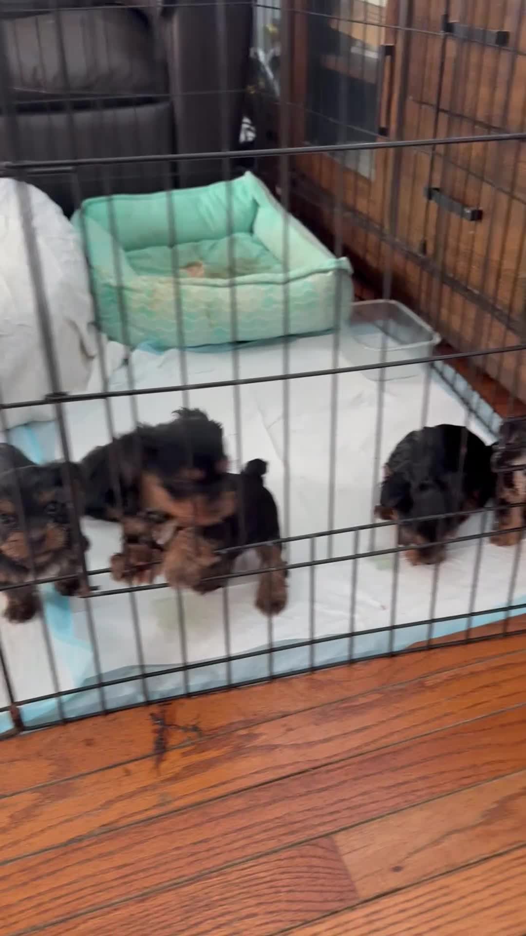 Yorkshire Terrier dogs for sale: Yorkshire Terrier Puppy 4 - Video 1