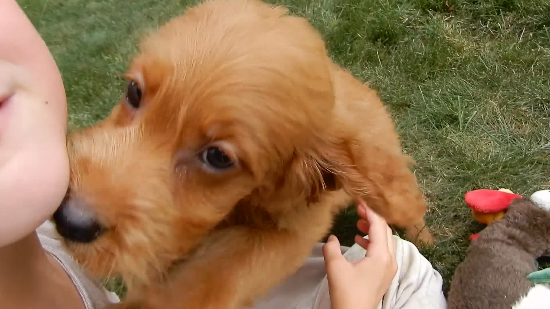 Mini Goldendoodle dogs for sale: Bella - Video 2