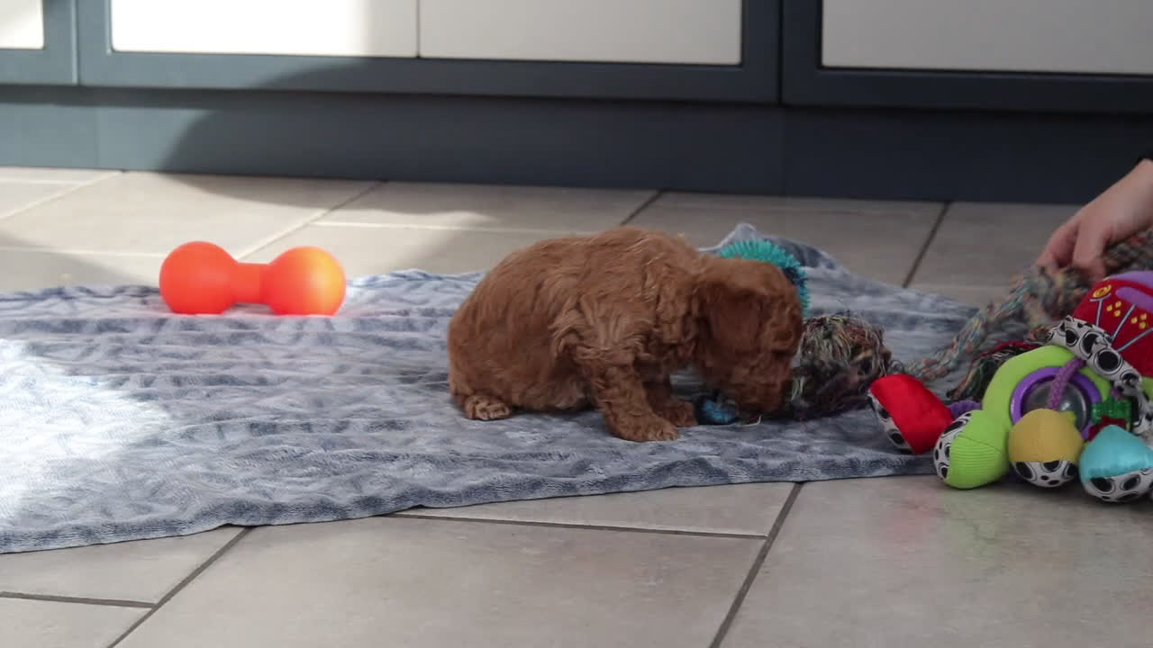 Mini Goldendoodle dogs for sale: Missy - Video 1