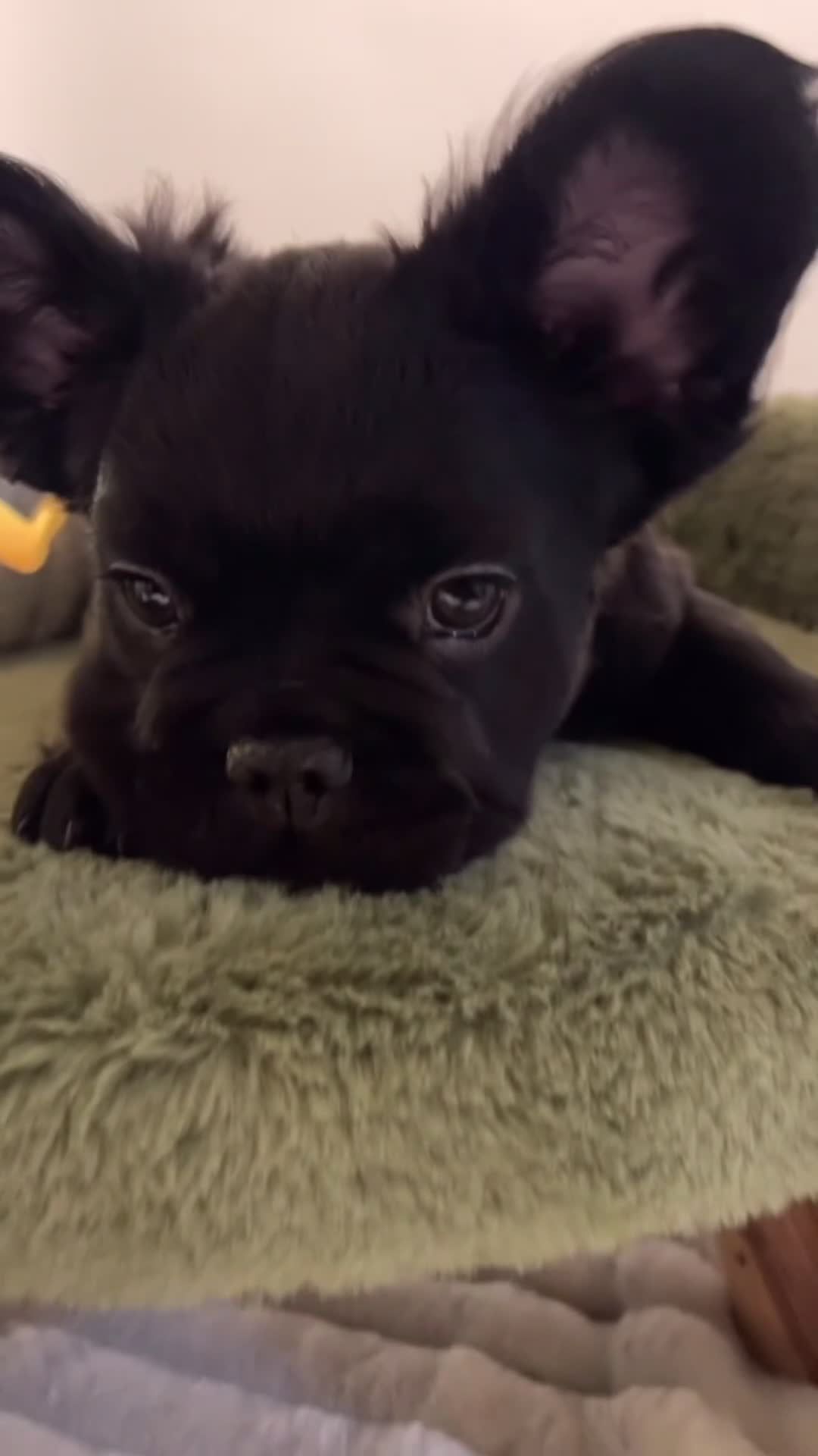 French Bulldog dogs for sale: FERDINAND  - Video 1