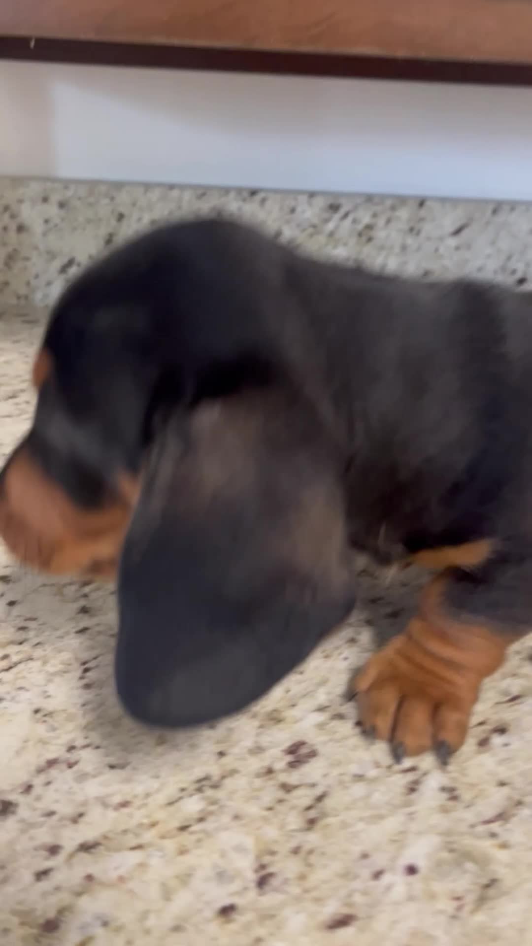 Miniature Dachshund dogs for sale: Wells - Video 1