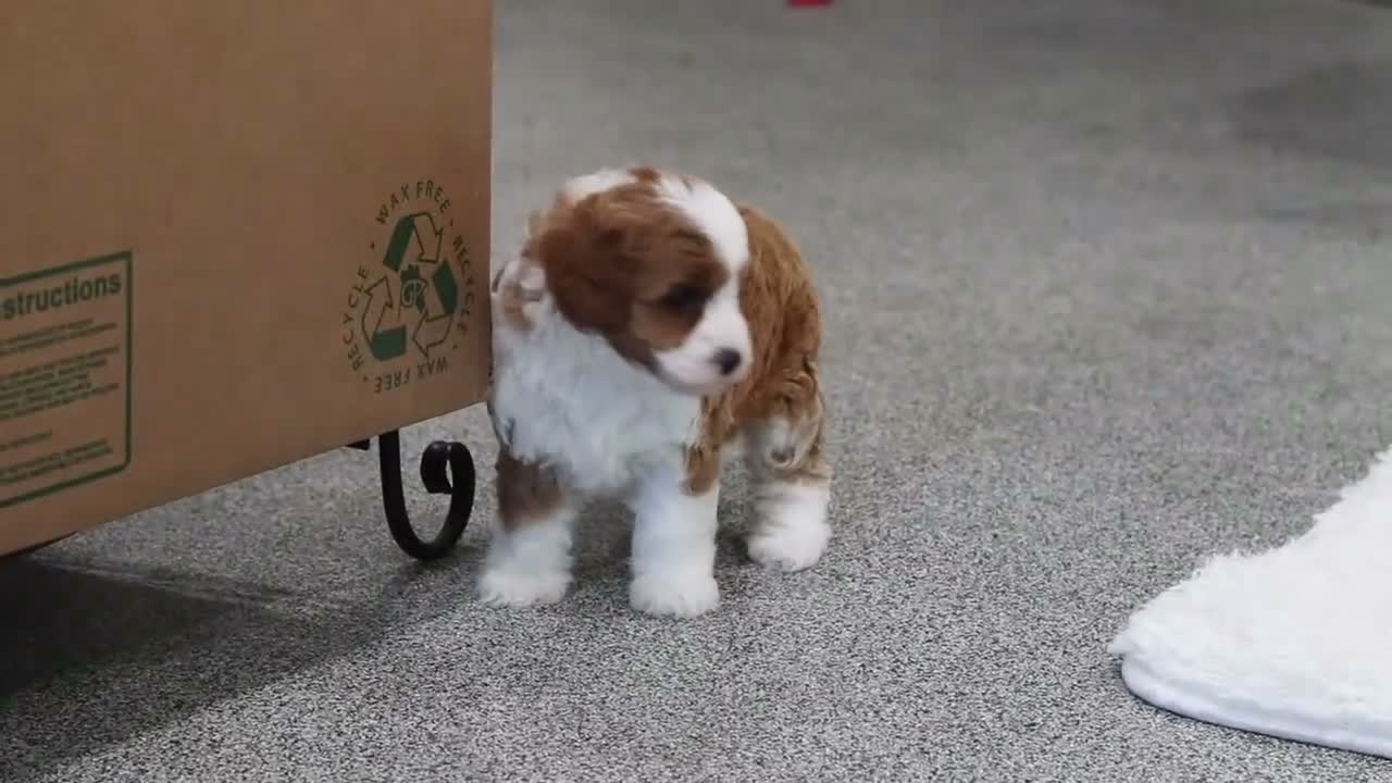 Cavapoo dogs for sale: Pumpkin - Video 1