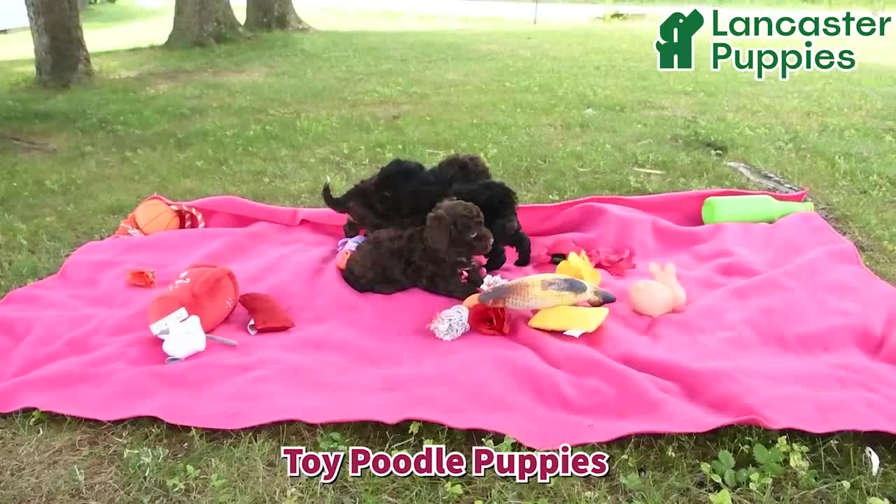 Toy Poodle dogs for sale: Adam - Video 1