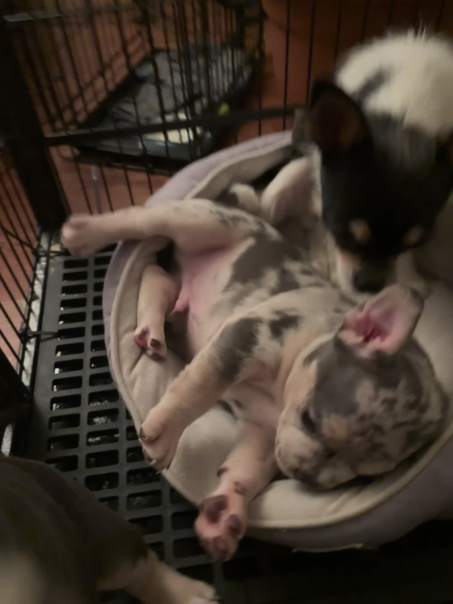 American Bully dogs for sale: Bali - Video 1