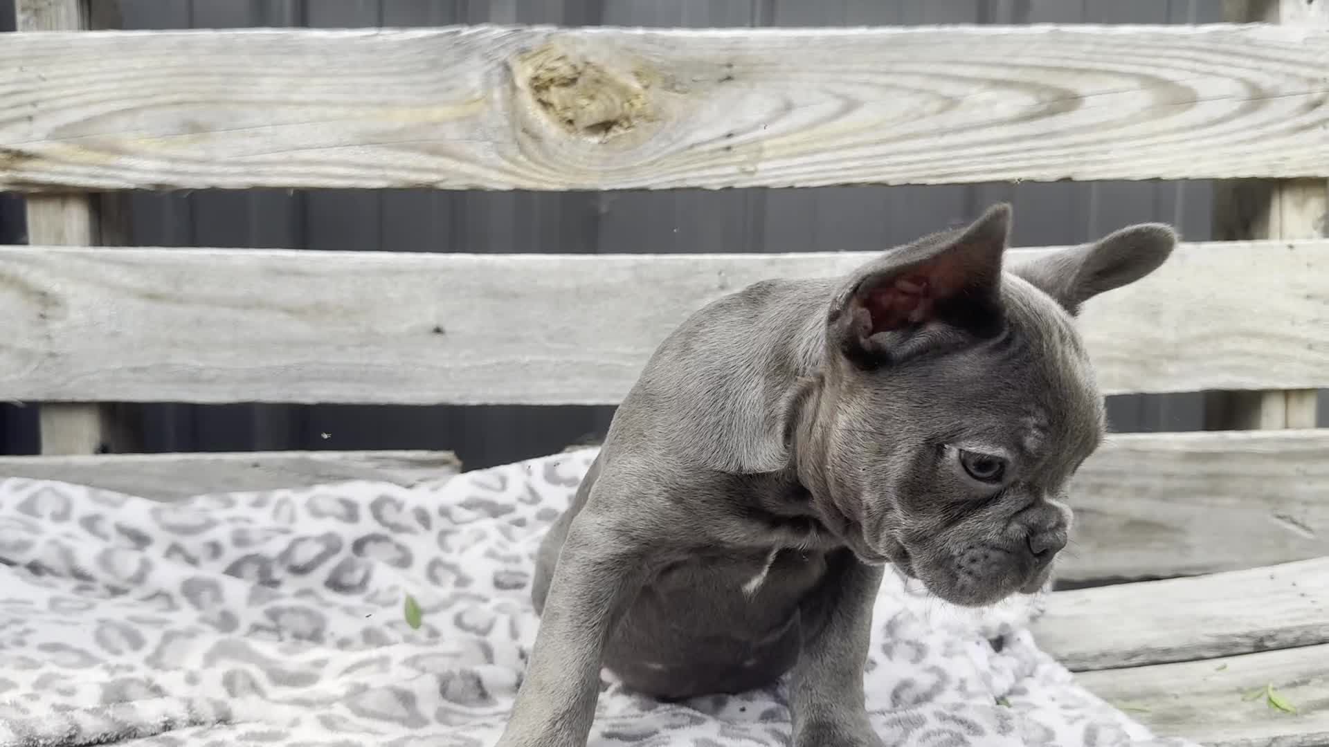 French Bulldog dogs for sale: Flynn - Video 1