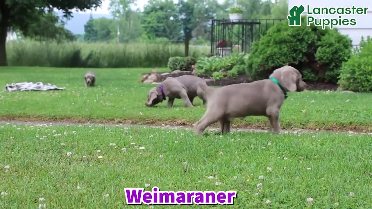 Weimaraner dogs for sale: Sierra - Video 1