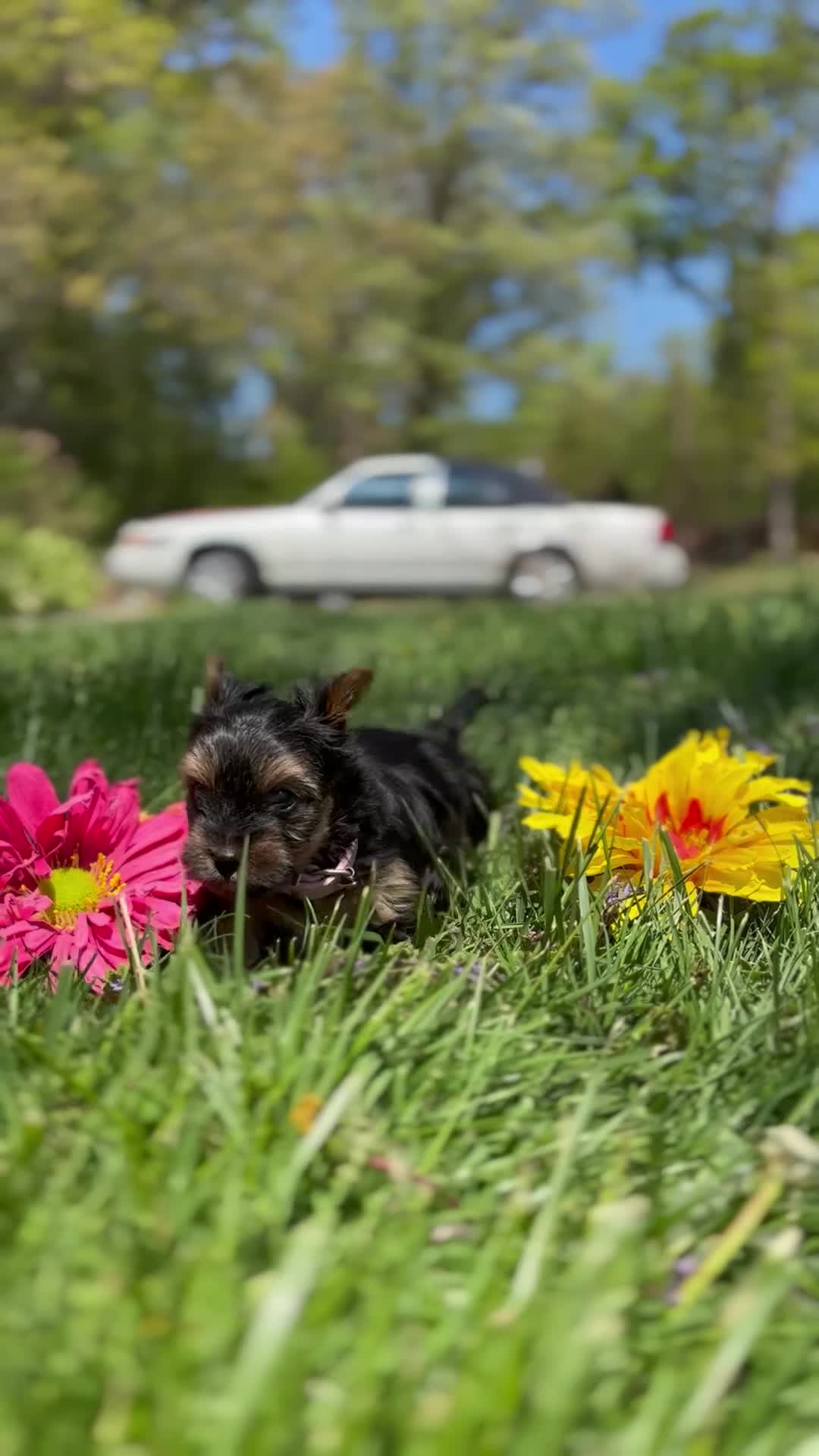 Mixed Breed dogs for sale: Mixed Breed Puppy 2 - Video 1