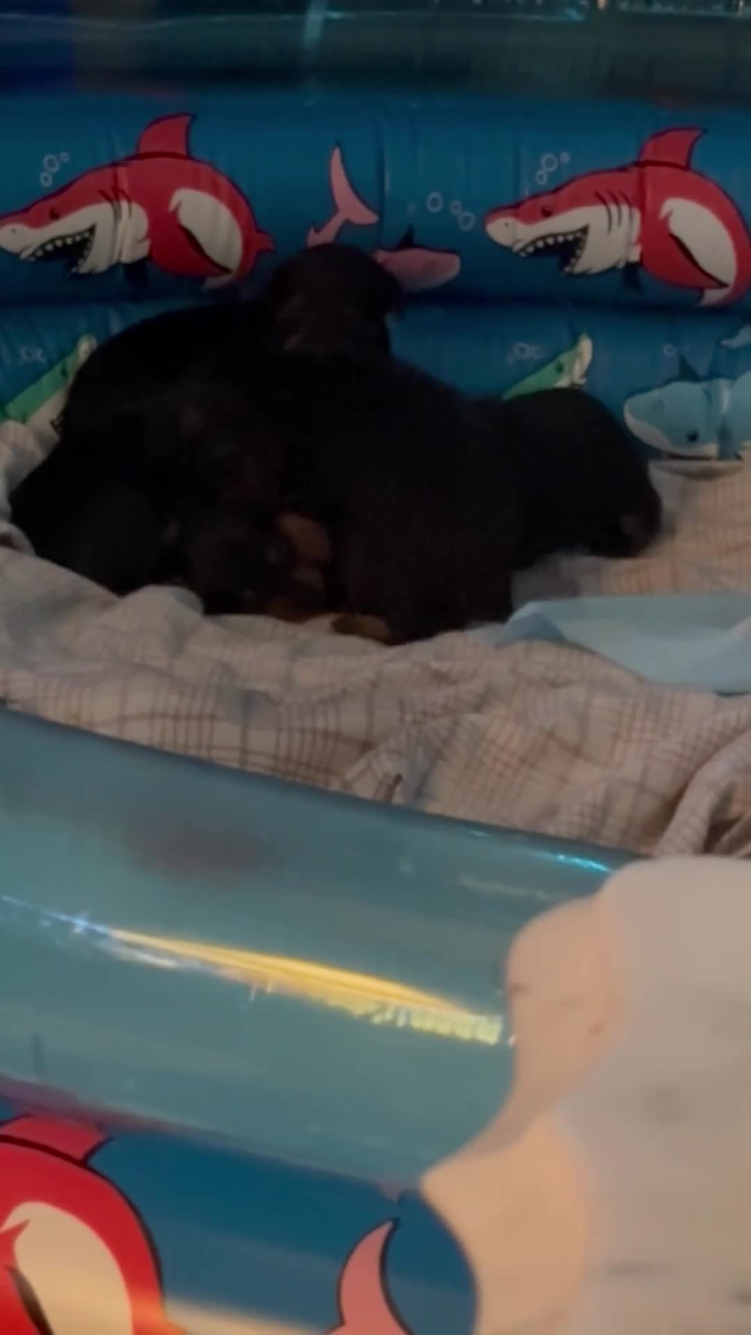 Miniature Pinscher dogs for sale: Miniature Pinscher Puppy 2 - Video 1