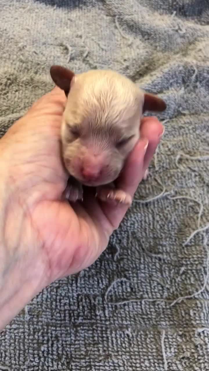 Toy Poodle dogs for sale: Teddy - Video 1