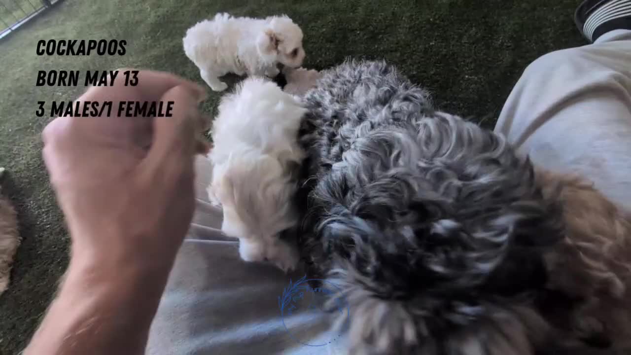 Cockapoo dogs for sale: Lando  - Video 4
