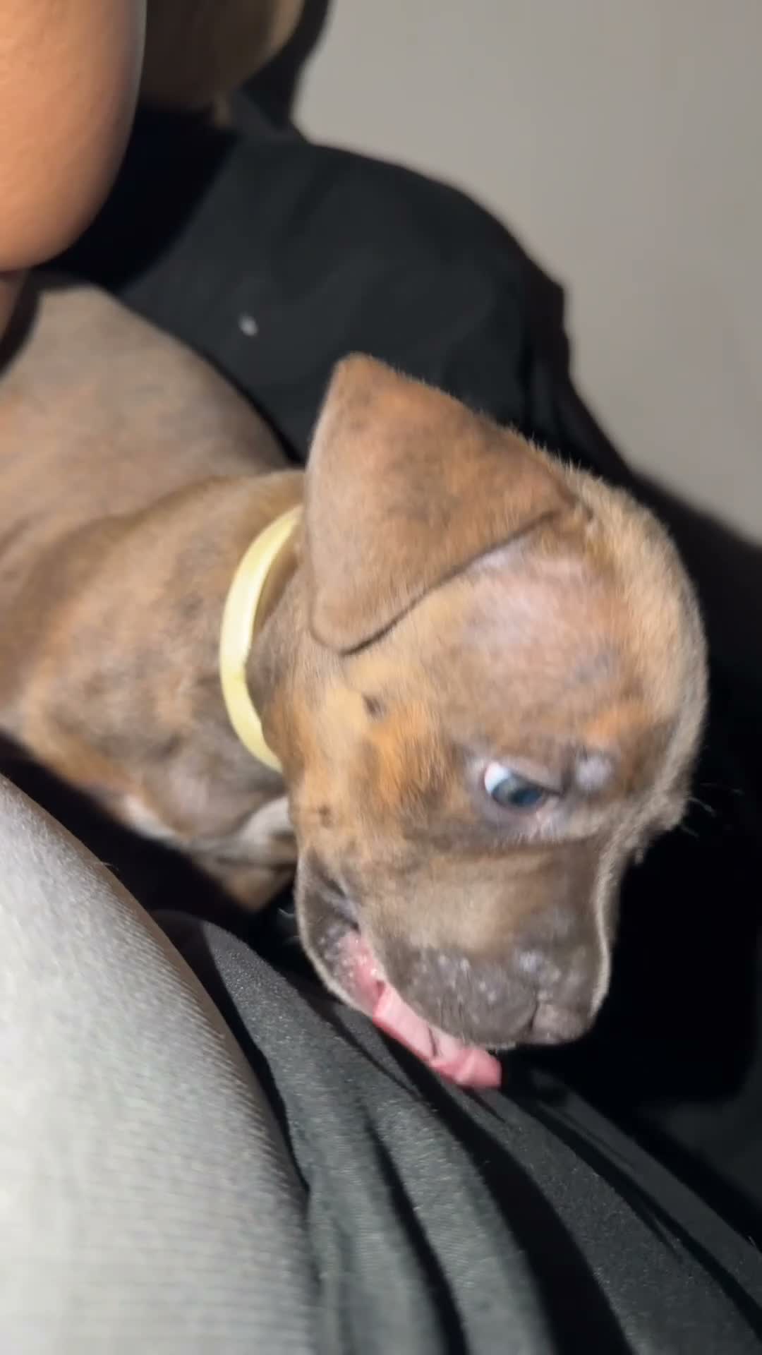American Bully dogs for sale: American Bully 1 - Video 1