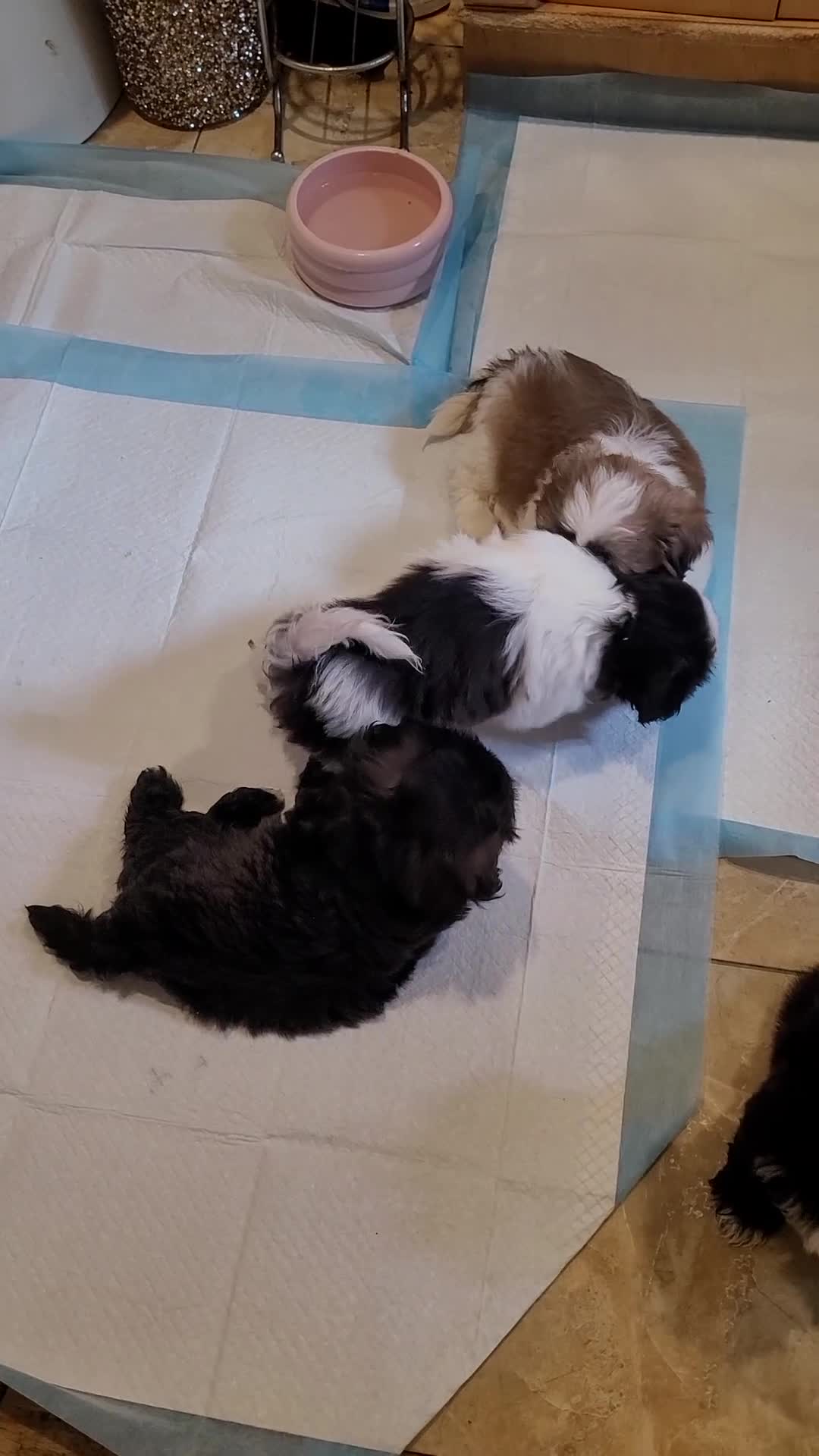 Shih Tzu dogs for sale: Crypto  - Video 4