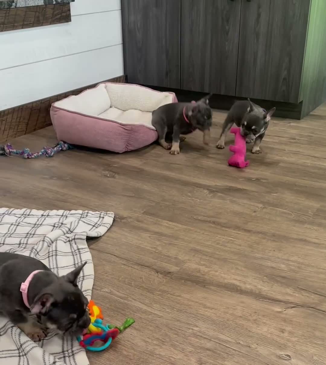 French Bulldog dogs for sale: Ember - Video 1
