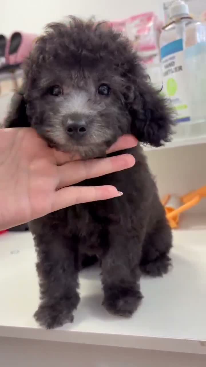 Maltese dogs for sale: poodle gray - Video 3