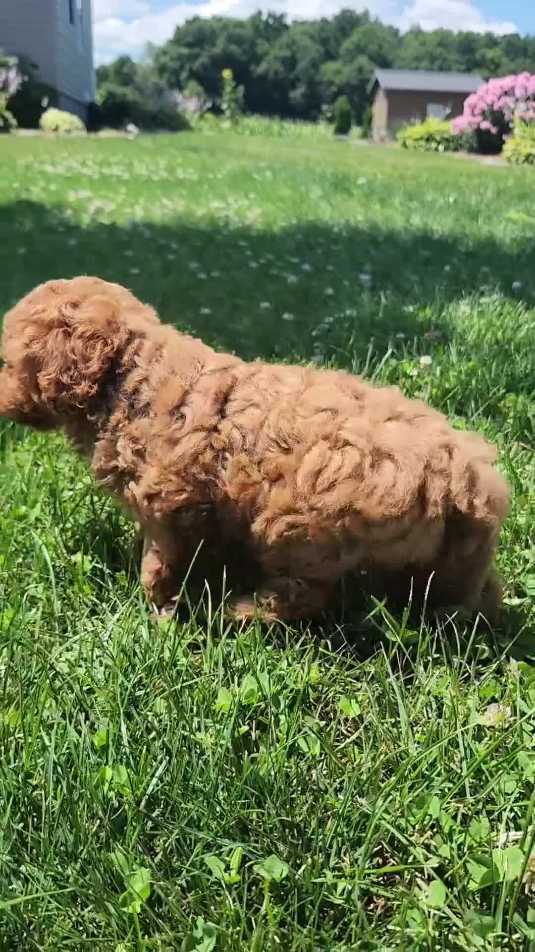 Miniature Poodle dogs for sale: Teddy - Video 1