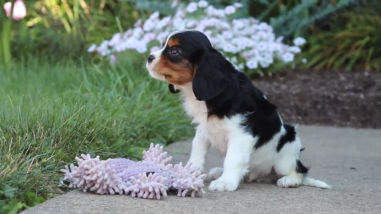 Cavalier King Charles Spaniel dogs for sale: Skylar - Video 1