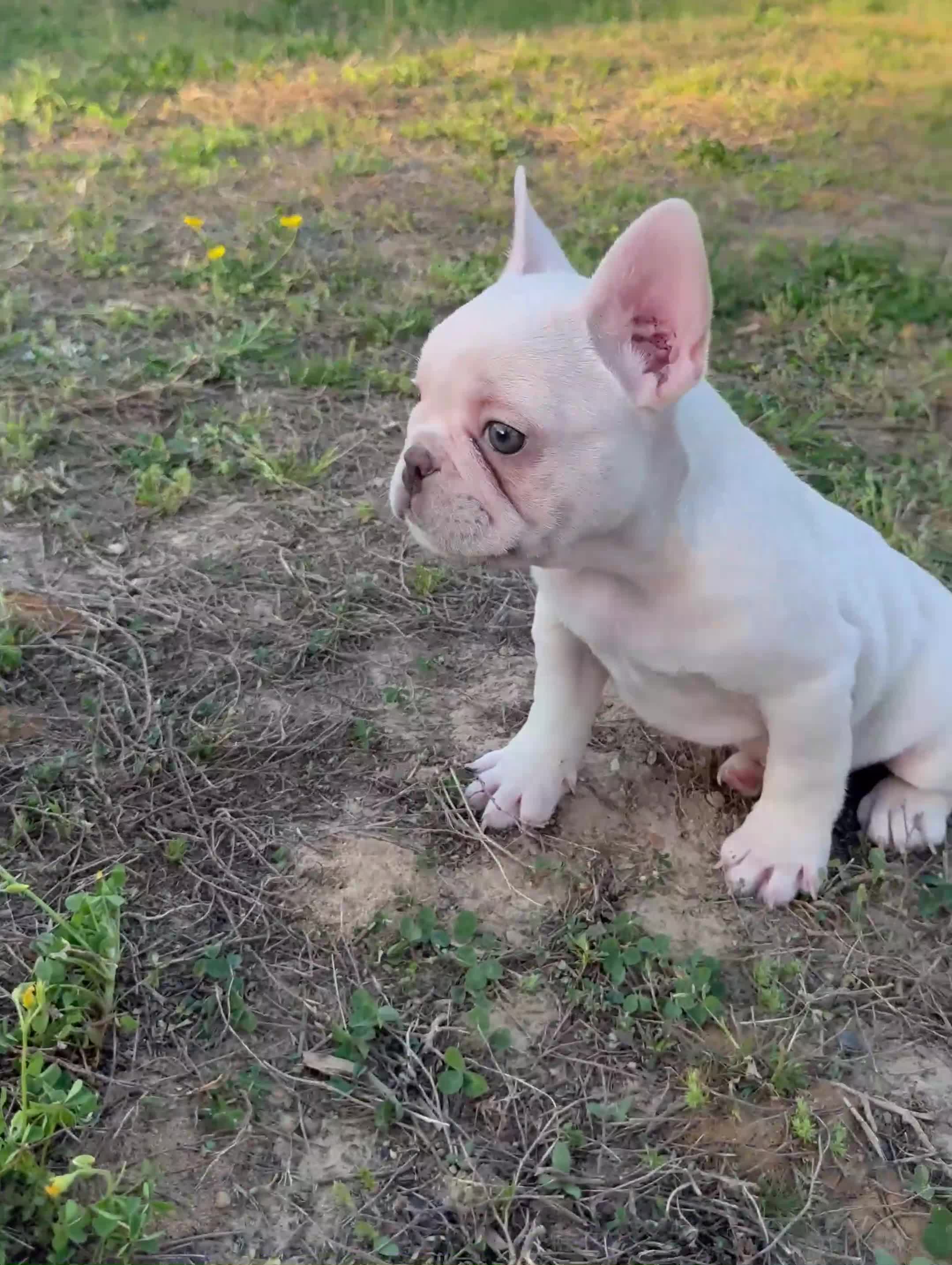 French Bulldog dogs for sale: Diesel - Video 1