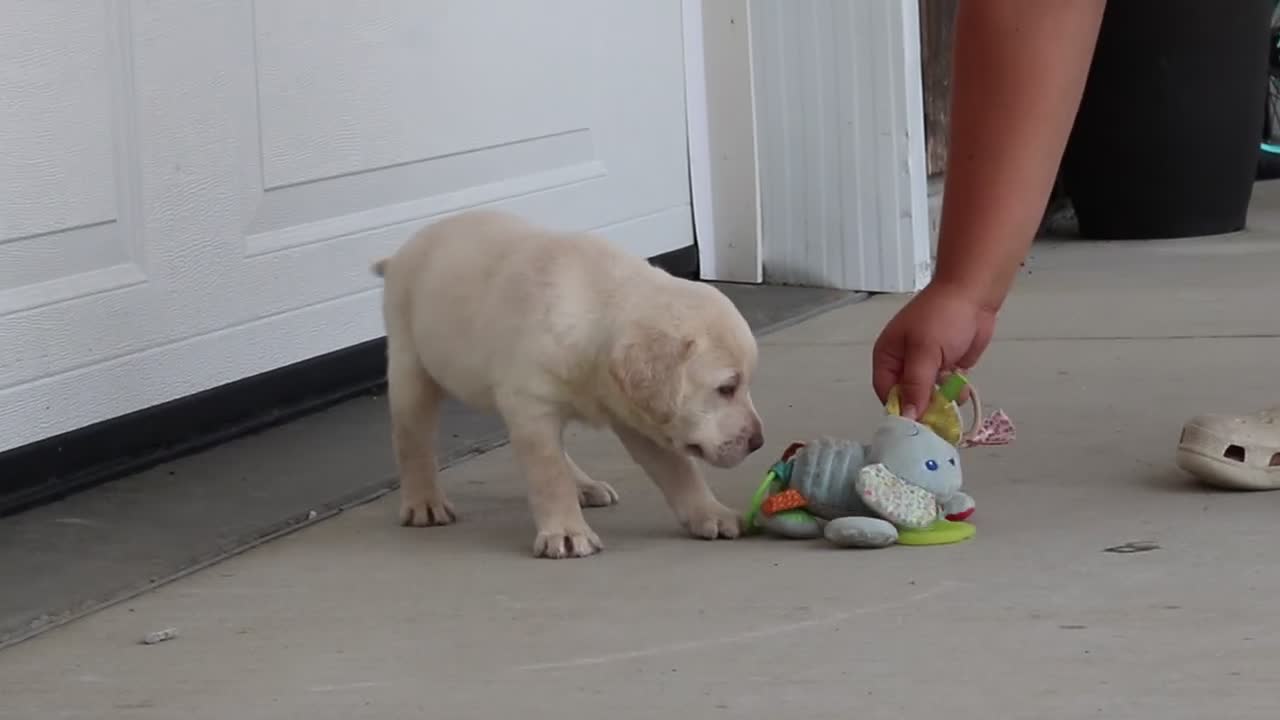 Labrador Retriever dogs for sale: Meadow - Video 1