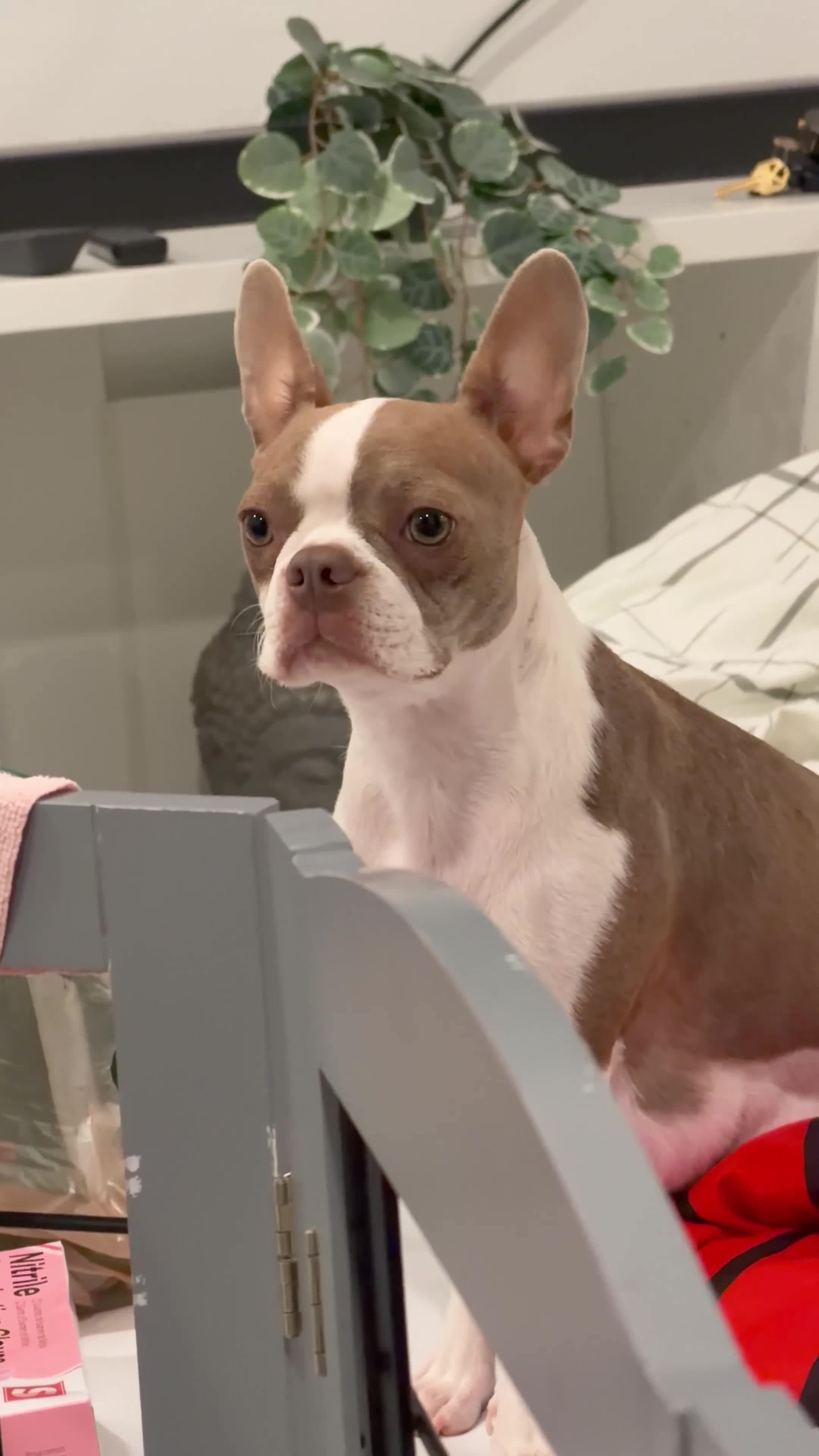 Boston Terrier dogs for sale: Canelo  - Video 2