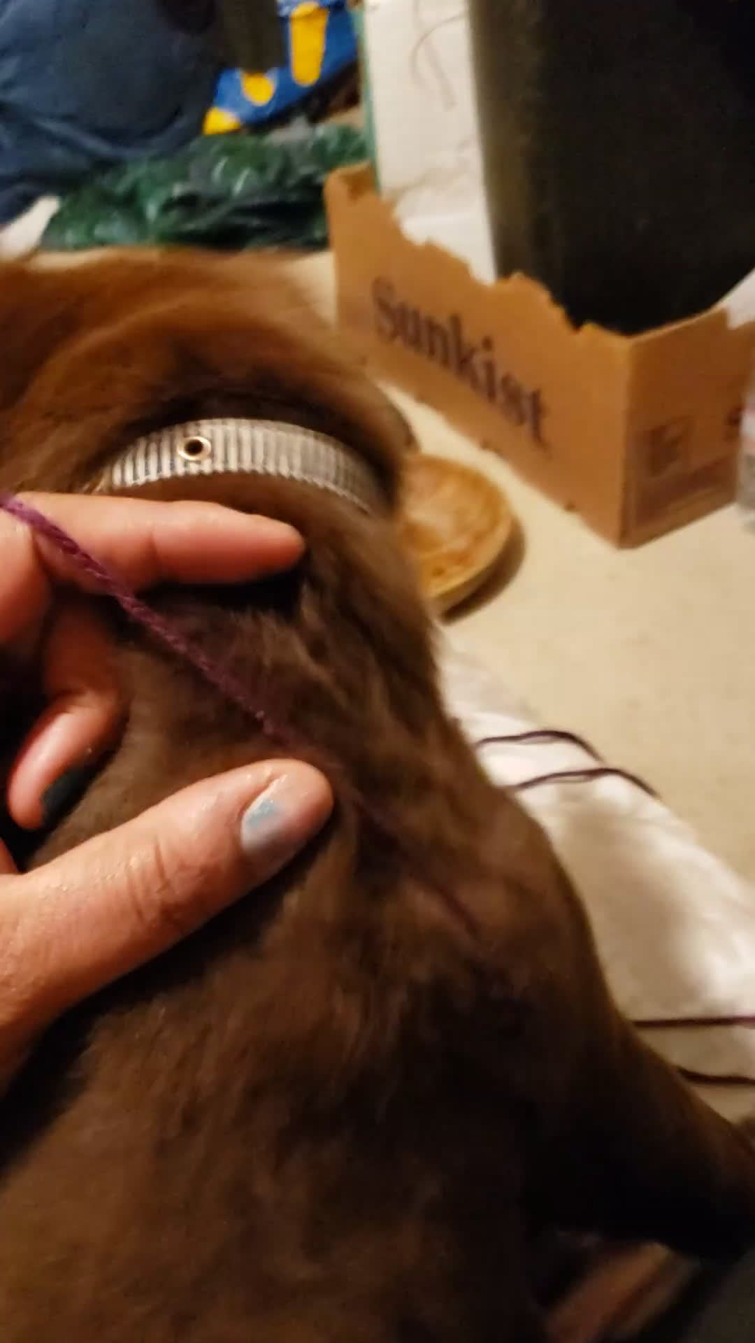 Chesapeake Bay Retriever dogs for sale: Chesapeake Bay Retriever Puppy 1 - Video 1