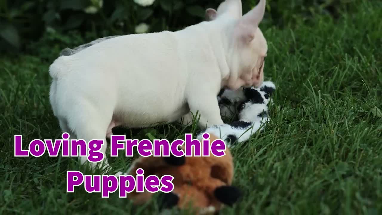 French Bulldog dogs for sale: Stella🌸 - Video 1