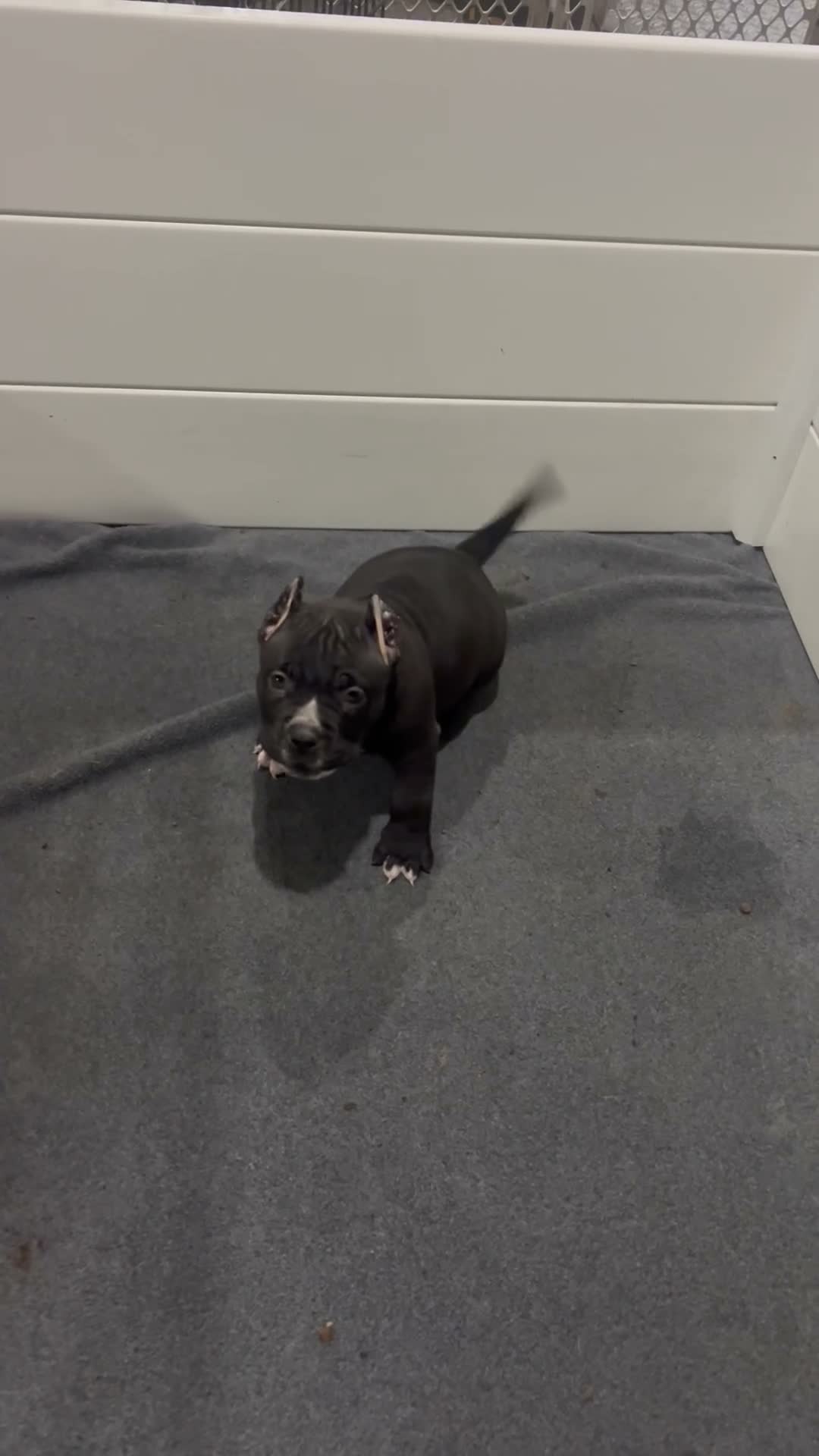 American Bully dogs for sale: American Bully 3 - Video 1