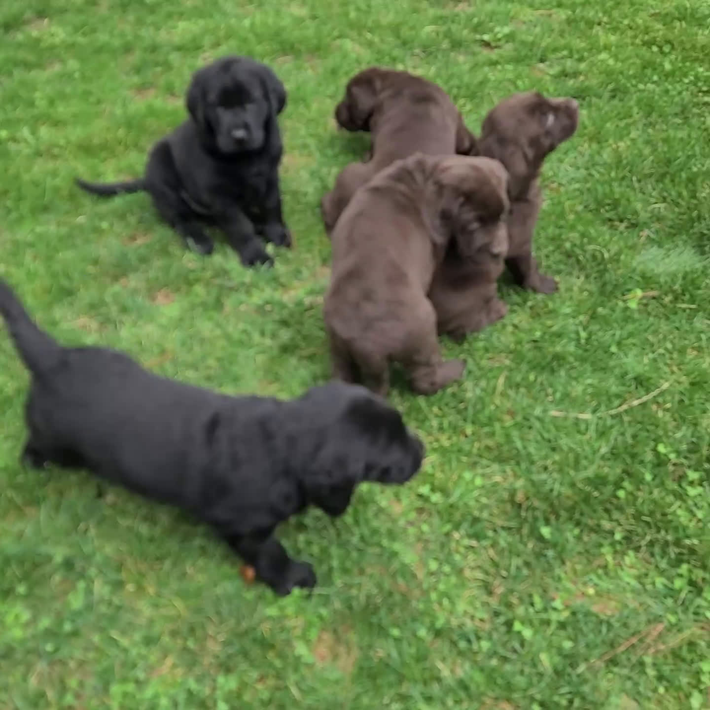 Labrador Retriever dogs for sale: Bryson - Video 2