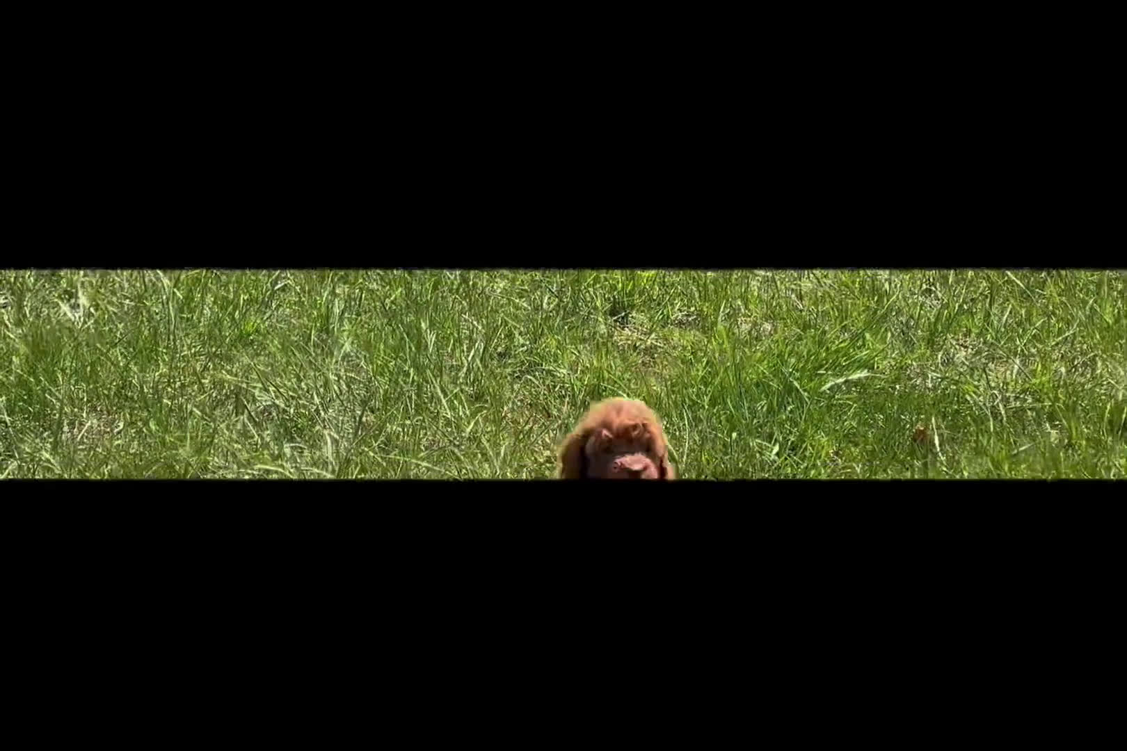 Toy Poodle dogs for sale: Fresno - Video 1