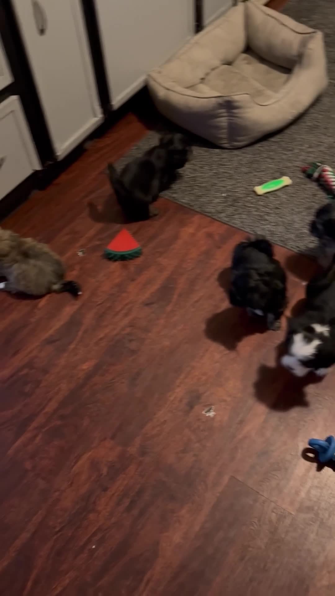 Shorkie dogs for sale: Shorkie 2 - Video 2