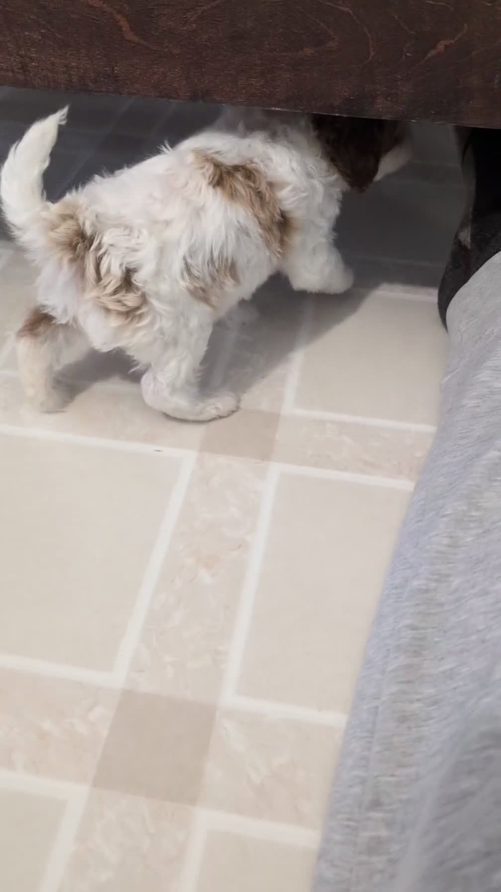 Cavapoo dogs for sale: Brody - Video 1