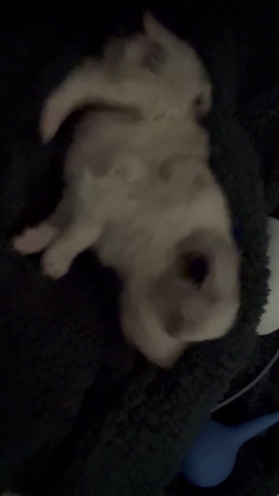 Border Collie dogs for sale: Remy   - Video 1