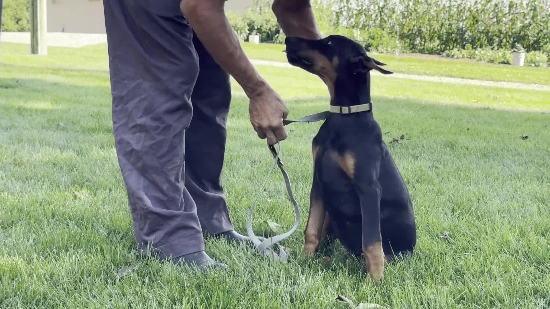 Doberman Pinscher dogs for sale: Zorro - Video 1