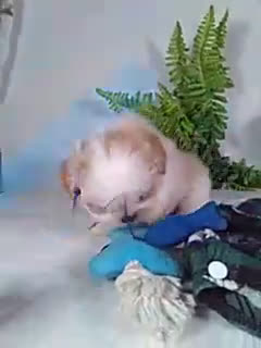 Shih Tzu dogs for sale: Rambo - Video 1