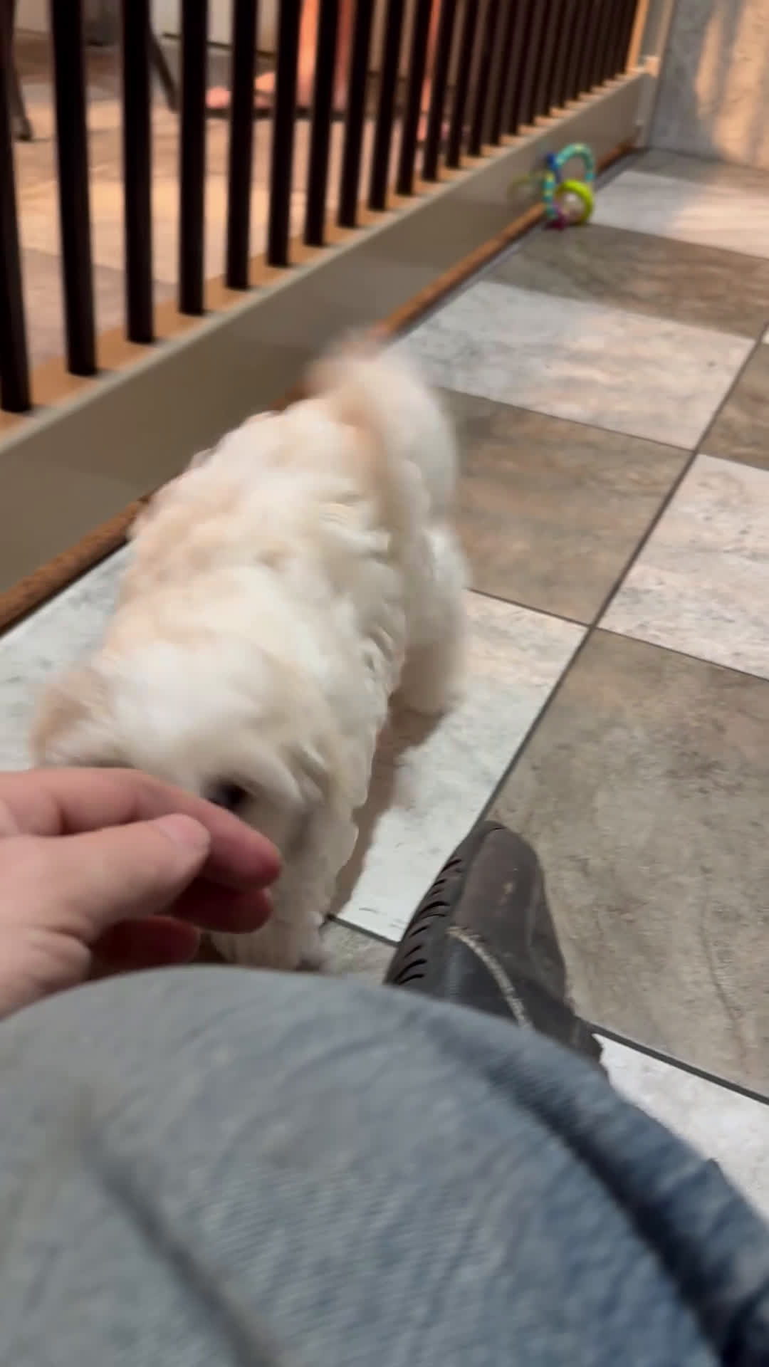 Maltipoo dogs for sale: Randy - Video 1
