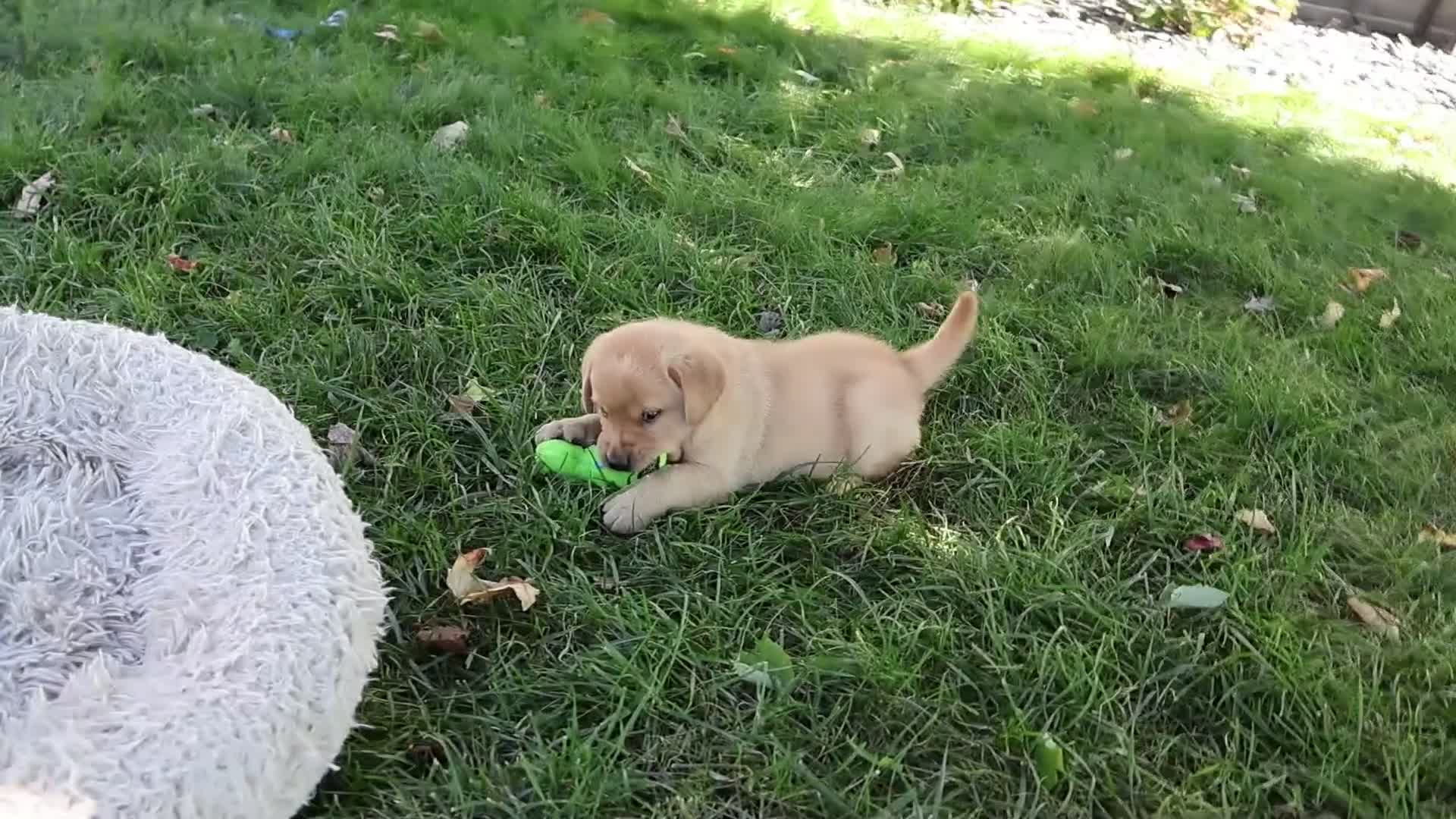 Goldador dogs for sale: Evander - Video 1
