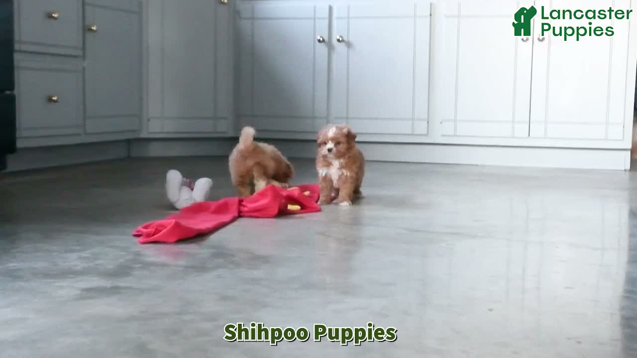 Shihpoo dogs for sale: Waylen - Video 1
