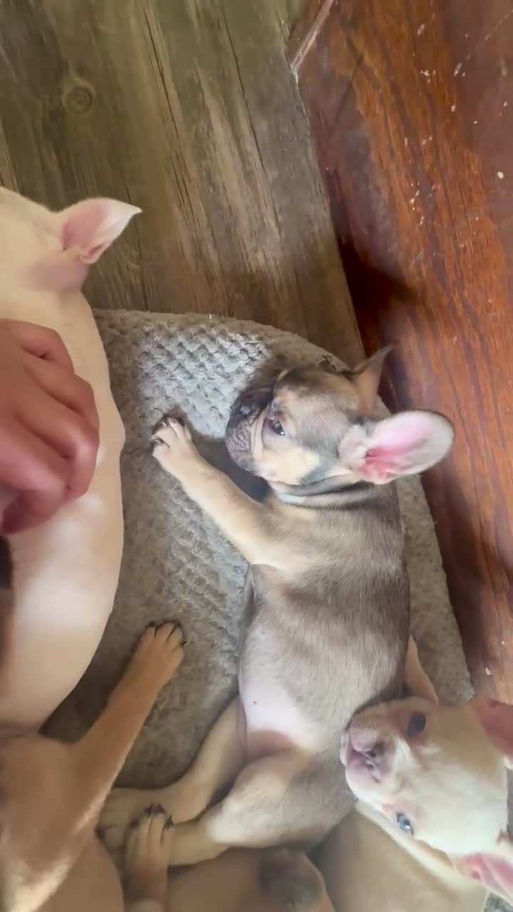 French Bulldog dogs for sale: SNOW WHITE - BEAUTY in CALI, USA DELIVERY & FINANCING OPTIONS! - Video 5