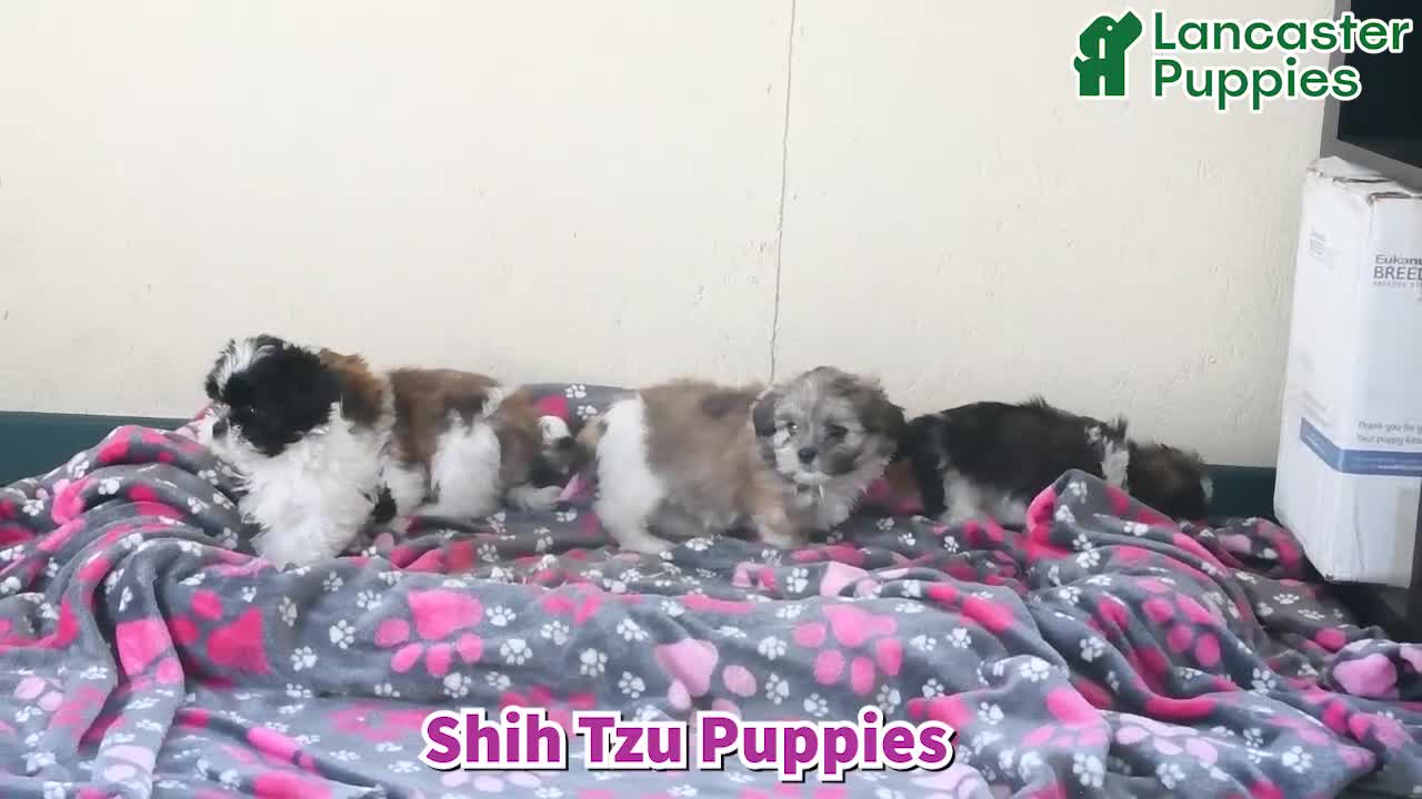 Shih Tzu dogs for sale: Crackle - Video 1