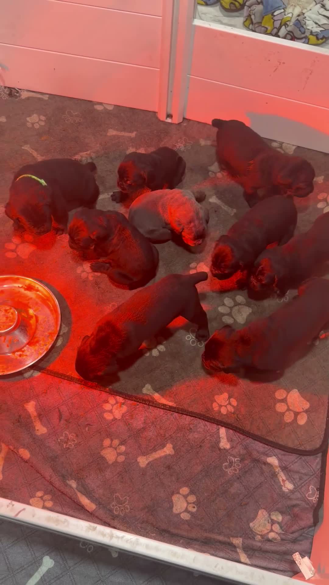 Cane Corso dogs for sale: Cane Corso 8 - Video 1