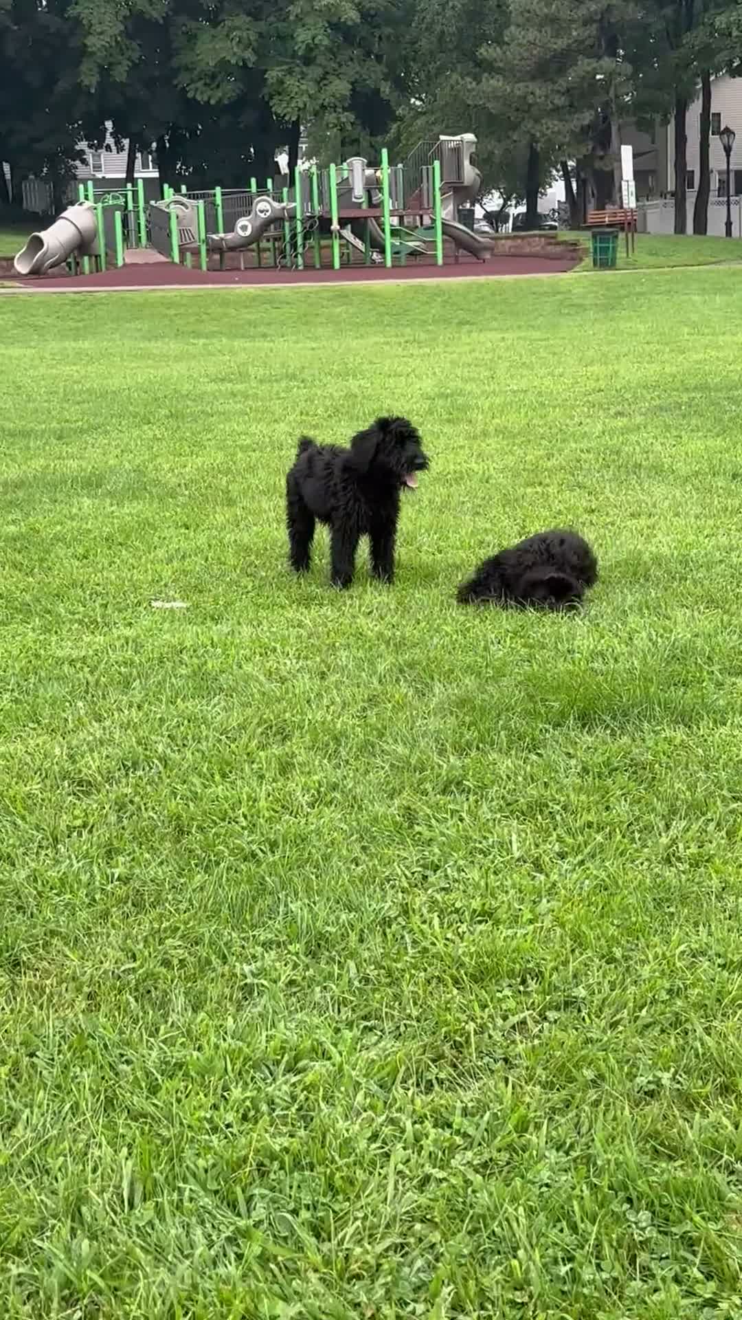 Giant Schnauzer dogs for sale: Grizzly - Video 2