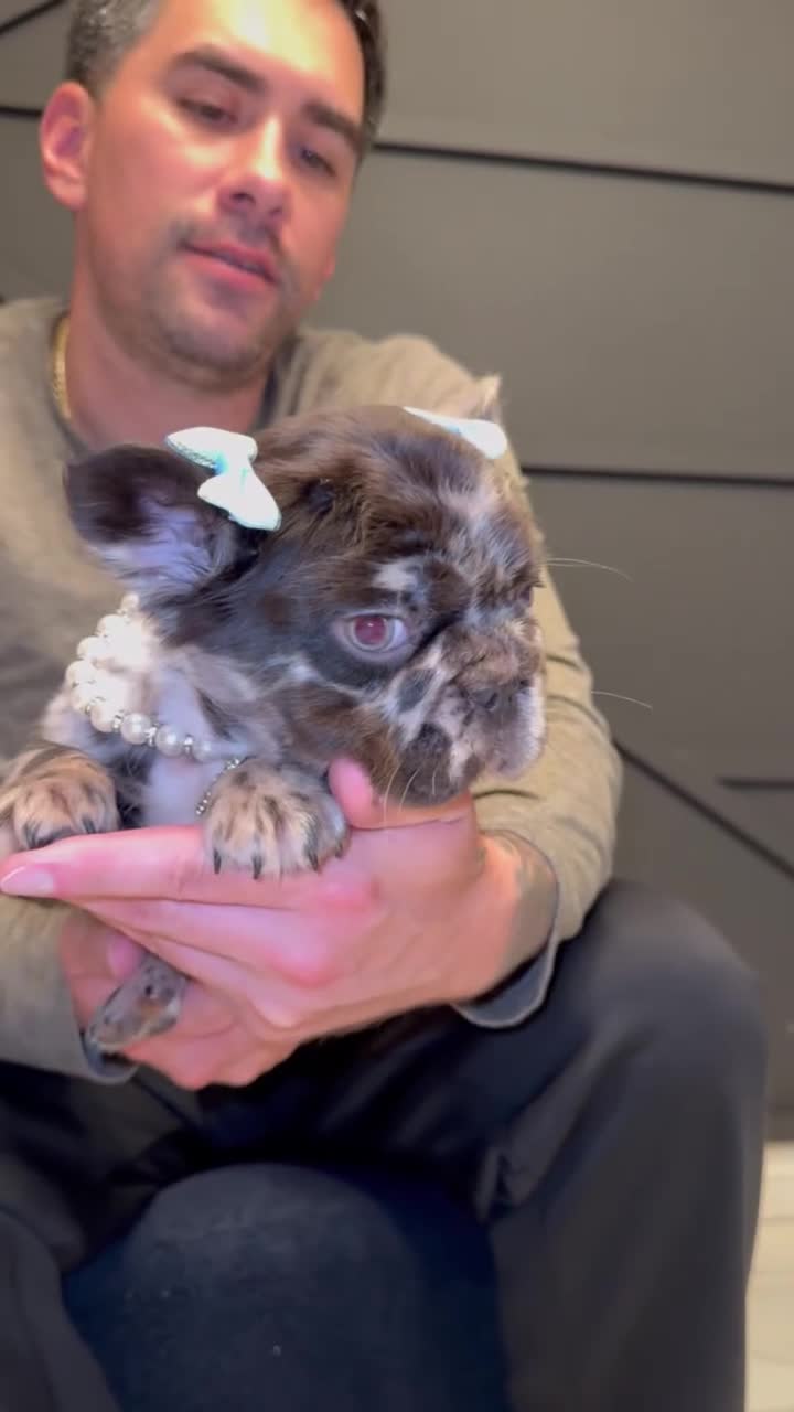 French Bulldog dogs for sale: Voilet - Video 4