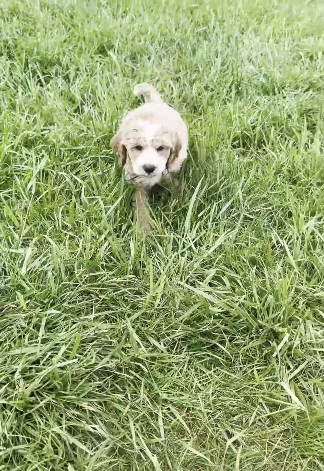 Maltipoo dogs for sale: Benji - Video 1