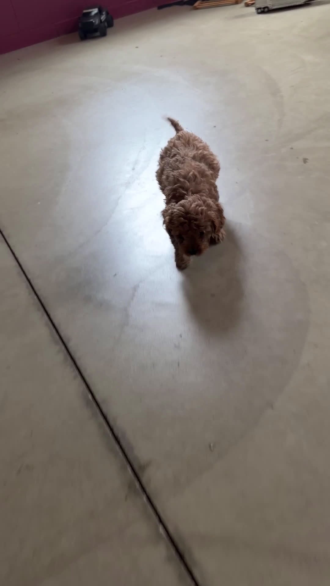 Cavapoo dogs for sale: Rufus - Video 1