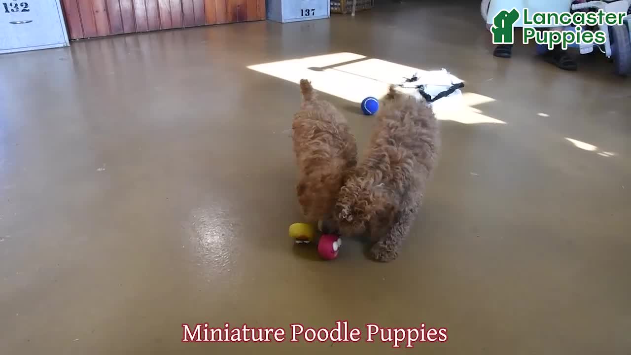 Miniature Poodle dogs for sale: Lupi - Video 1