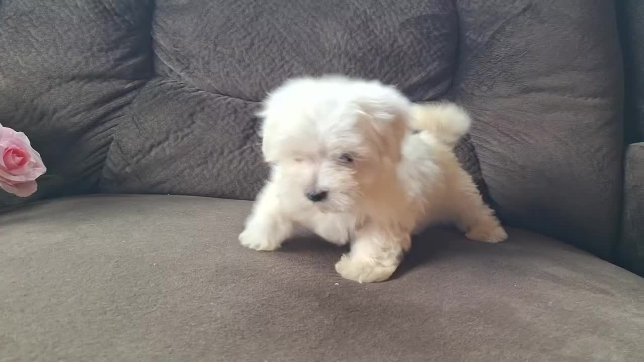 Maltese dogs for sale: Snowbird - Video 1